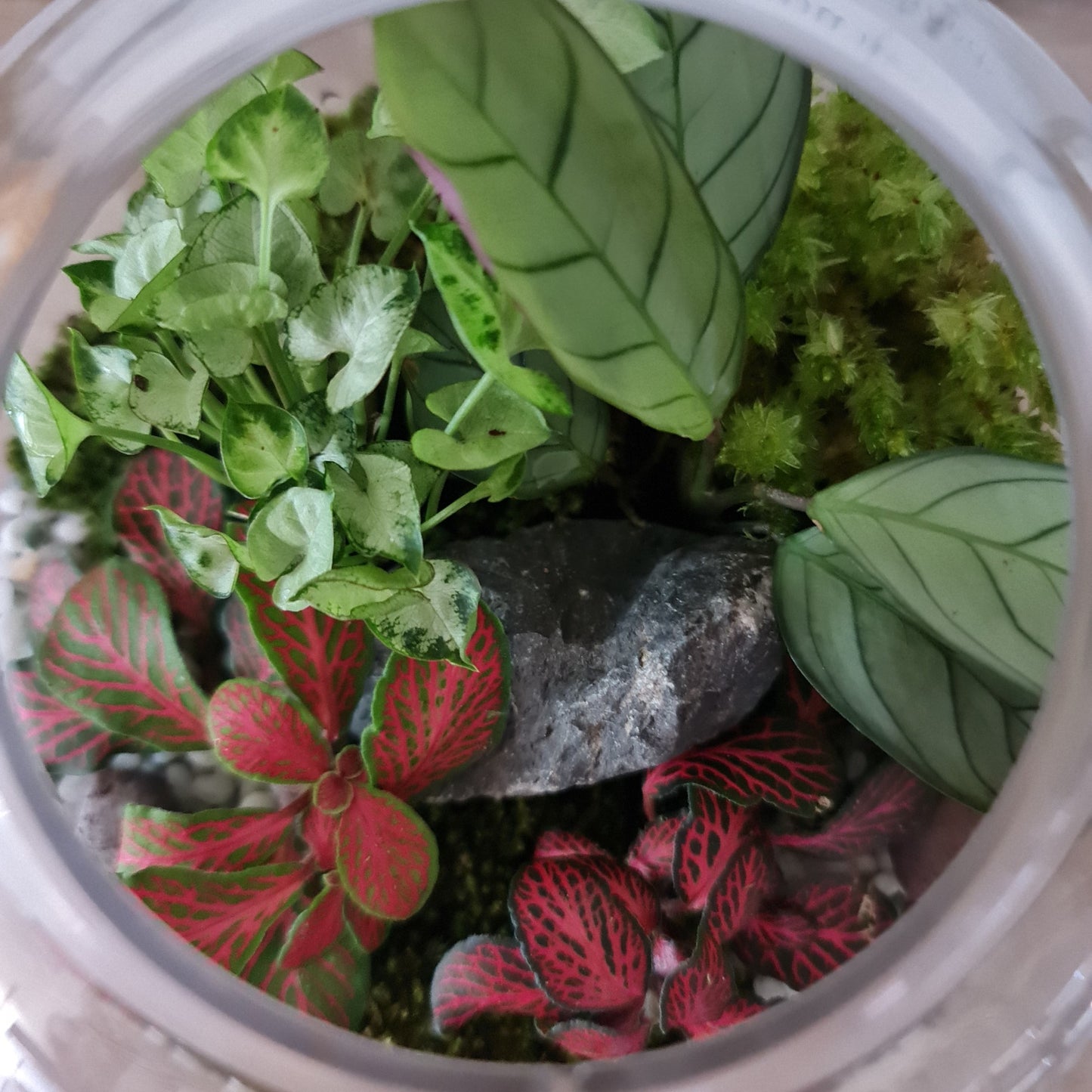 Botanical Terrarium - Medium