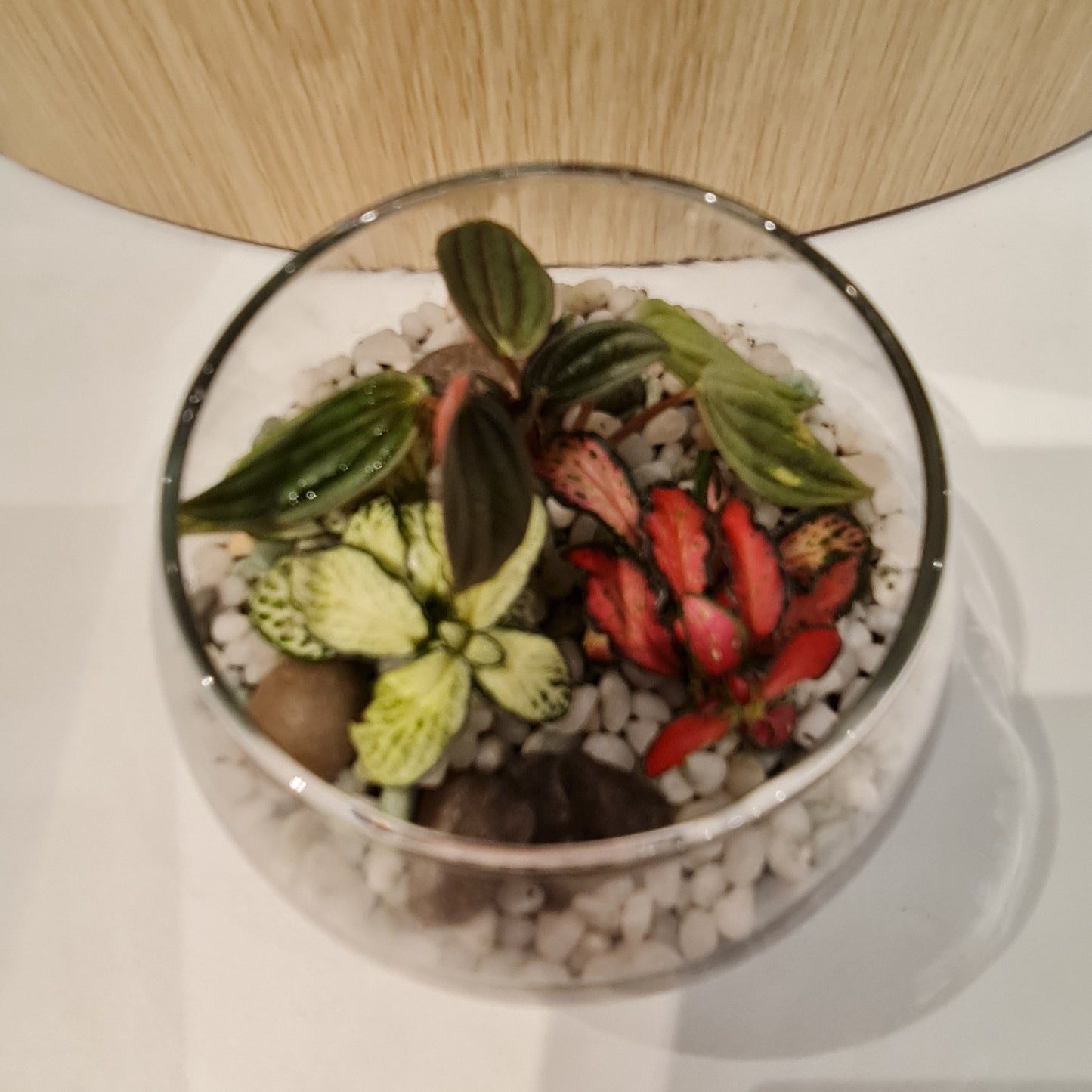 Bowl Terrarium Mini