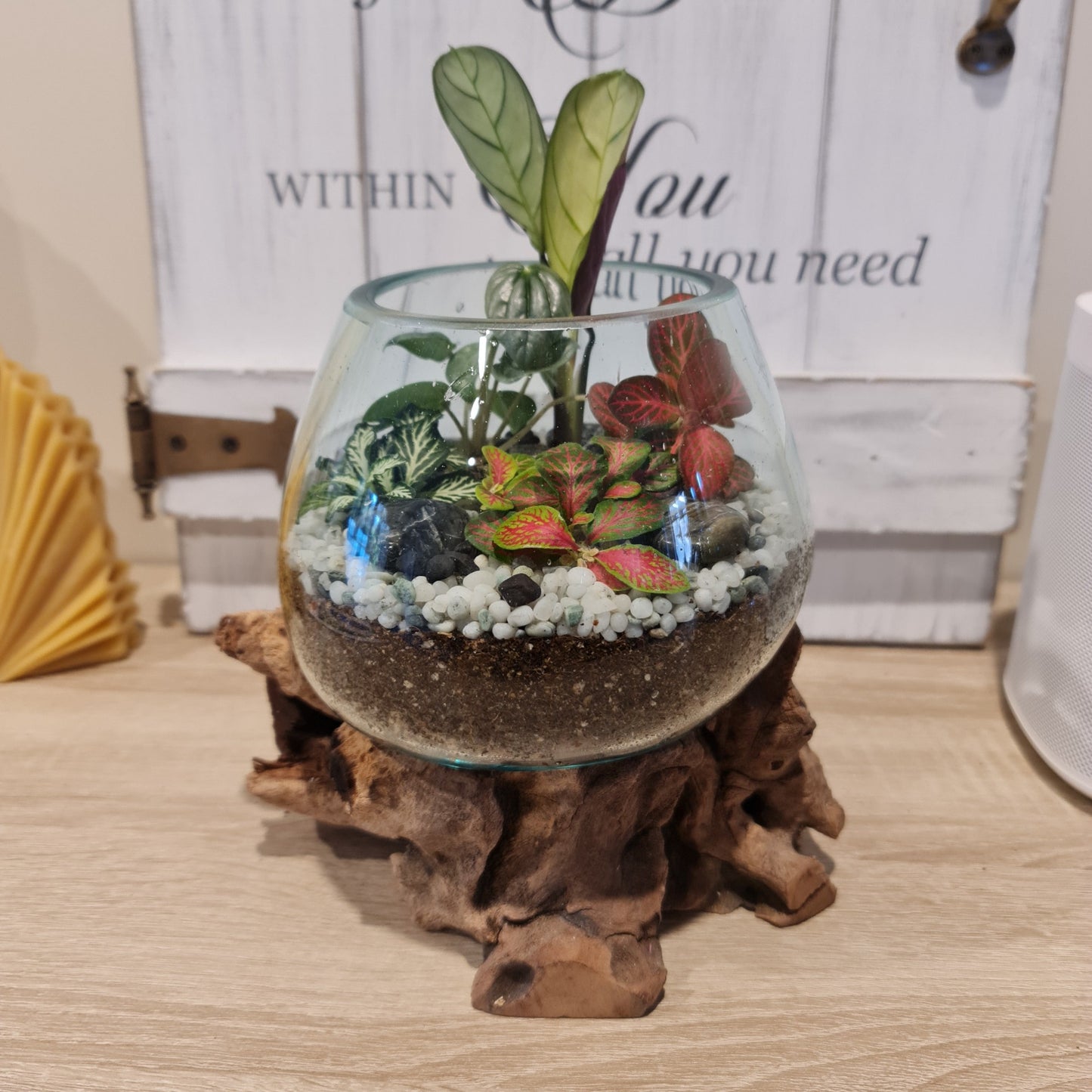 Teak Root Terrarium Vessel -15cm