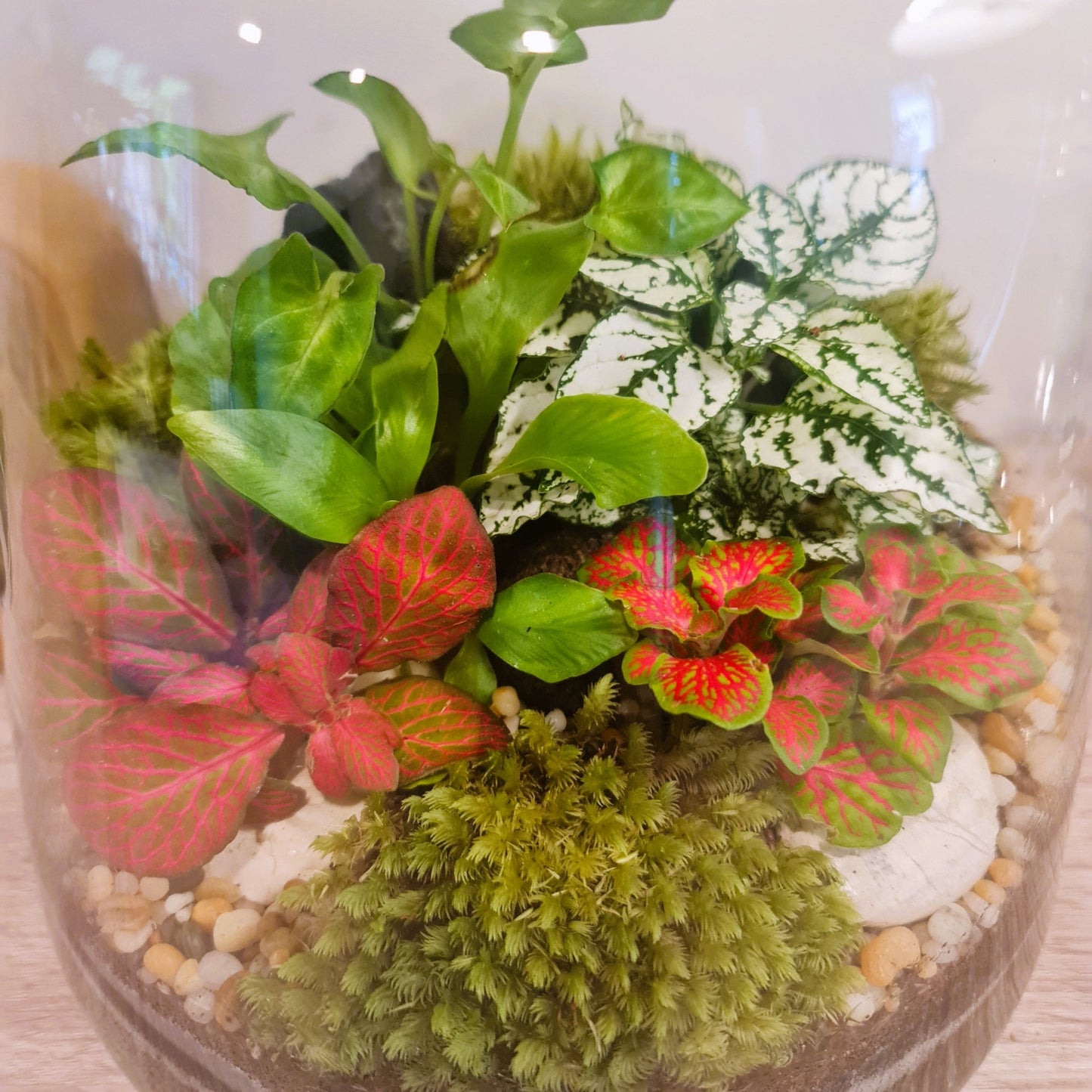 Glasshouse Terrarium