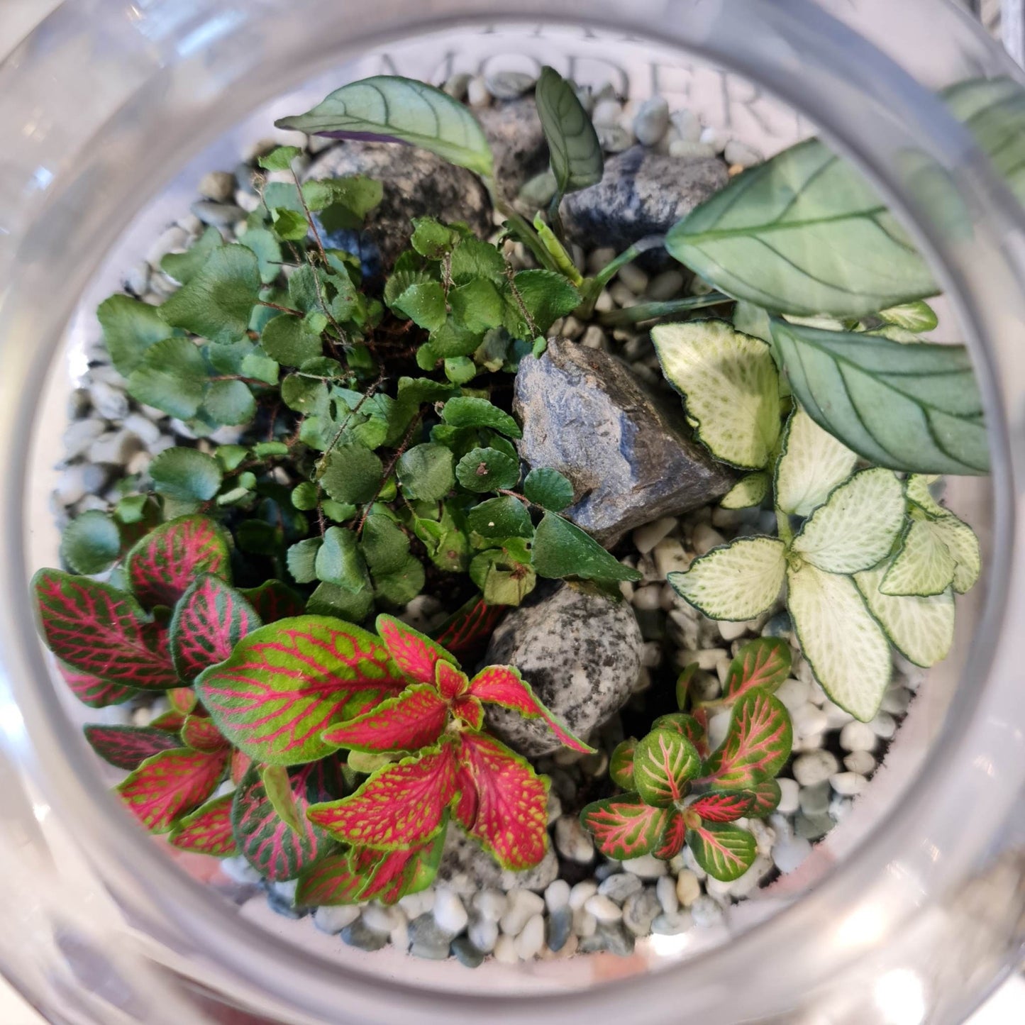 Botanical Terrarium - Medium