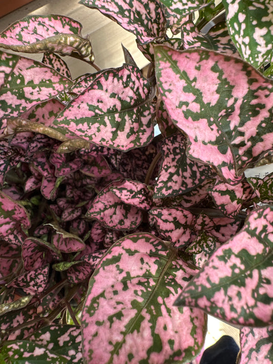 Polka Dot Plant Baby