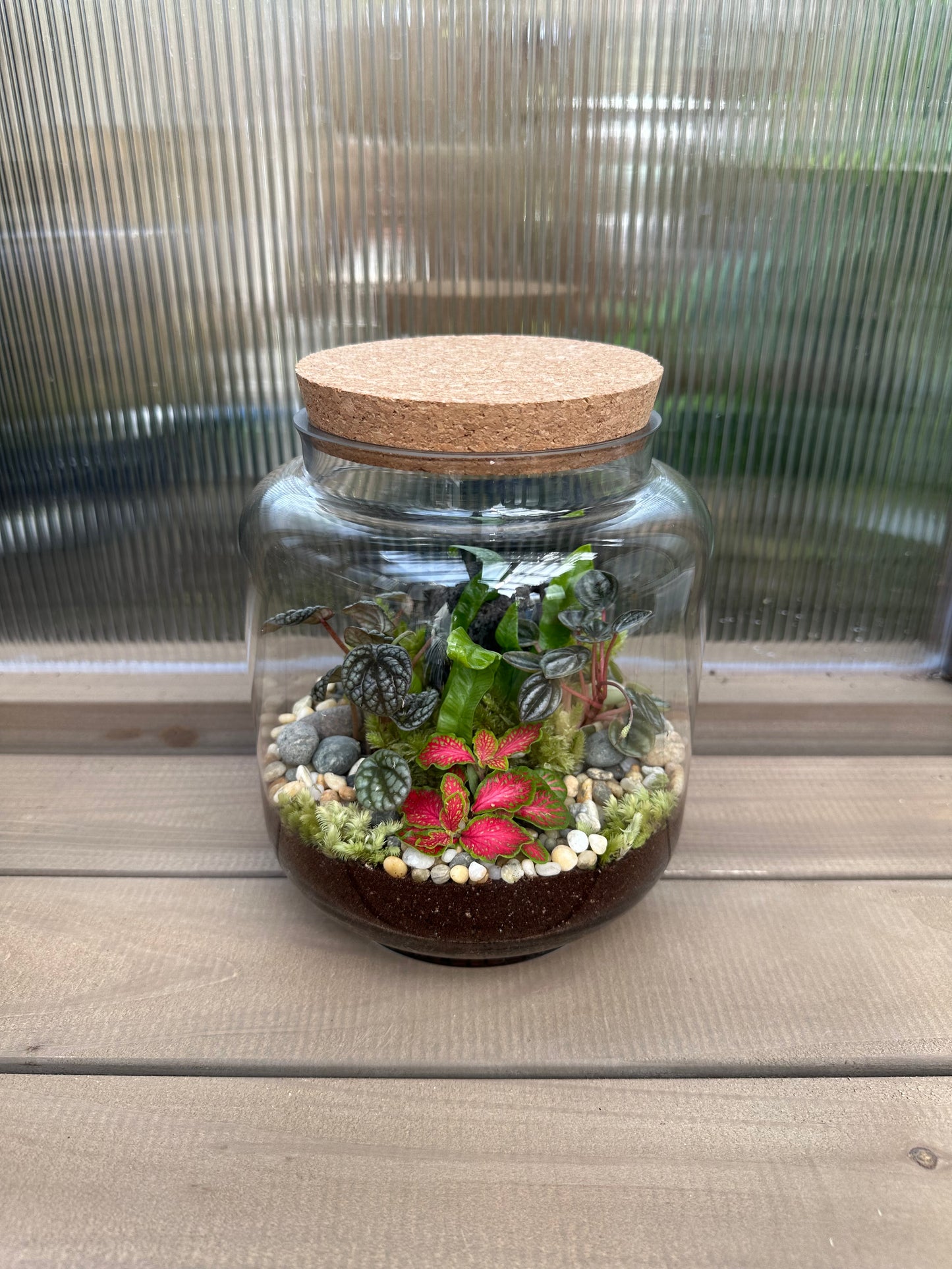 Nature's Window Terrarium