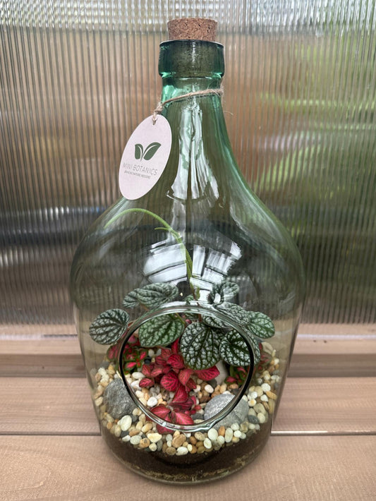 Green Bottle Terrarium 5L