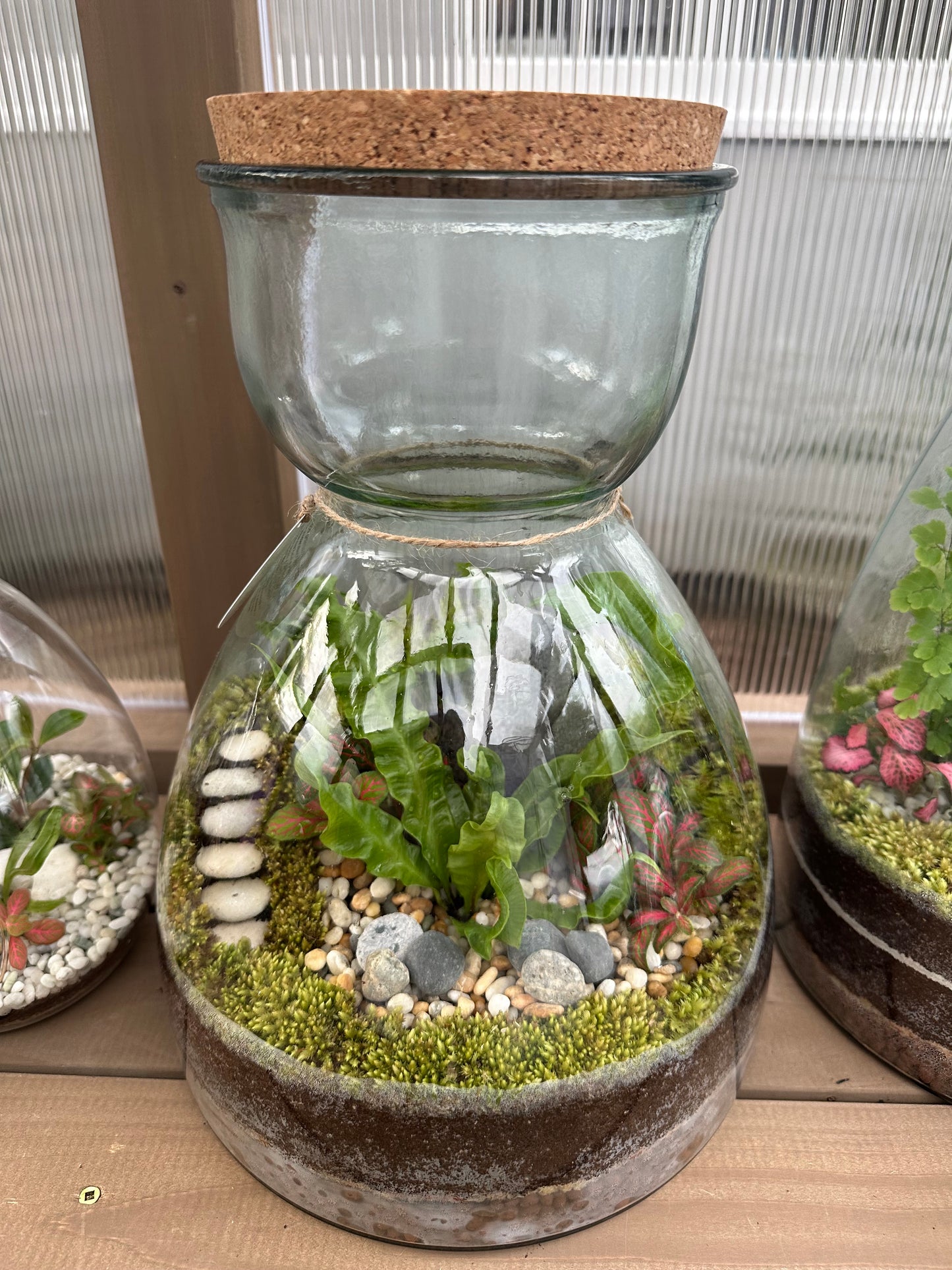 XL Valencia Terrarium 34cm