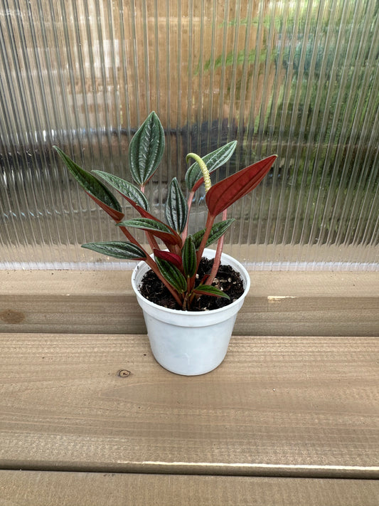 Peperomia Rosso Baby