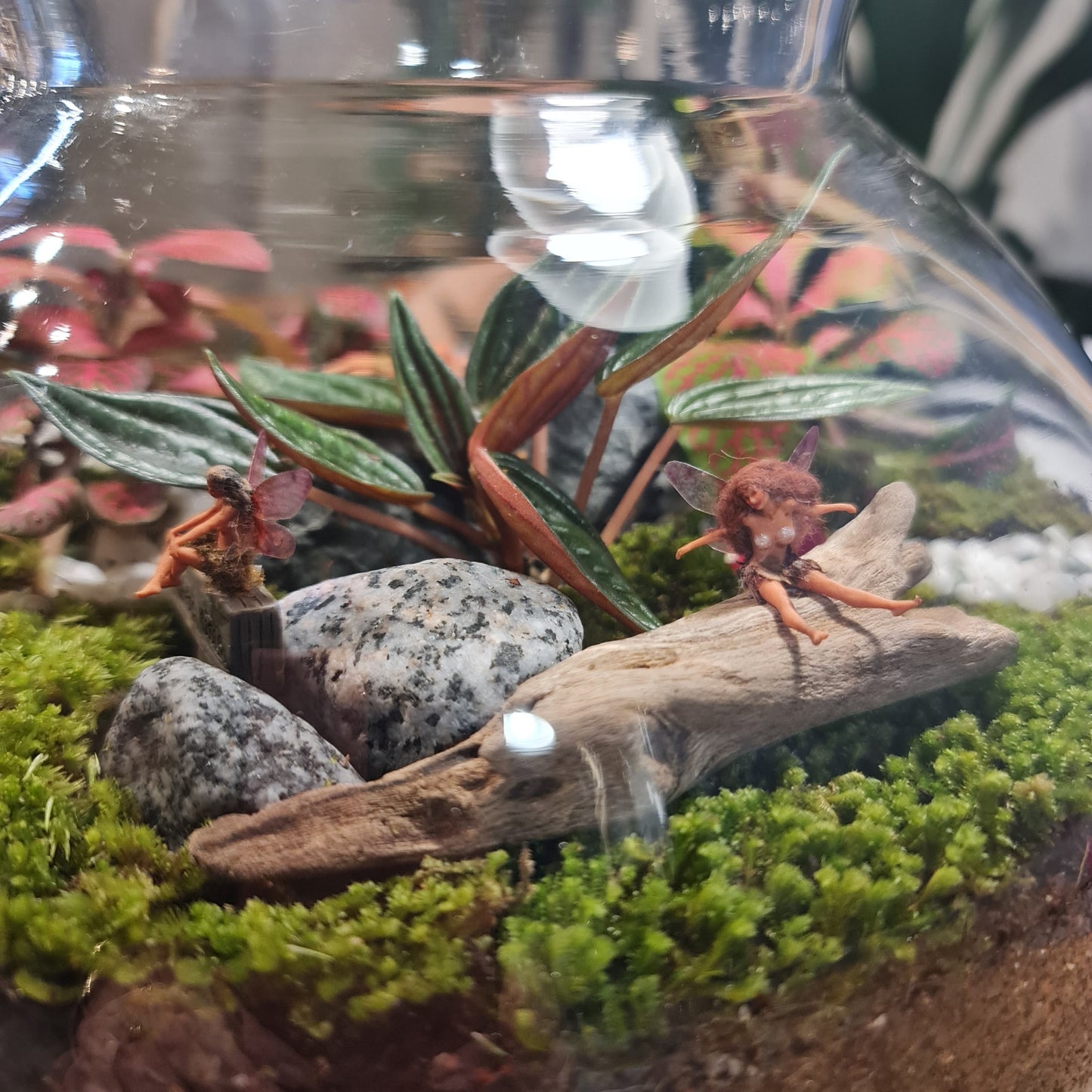 Forest Terrarium - Stubby