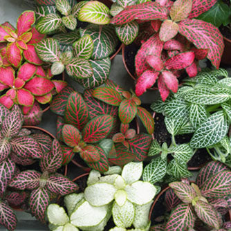 Fittonia Variety of 3