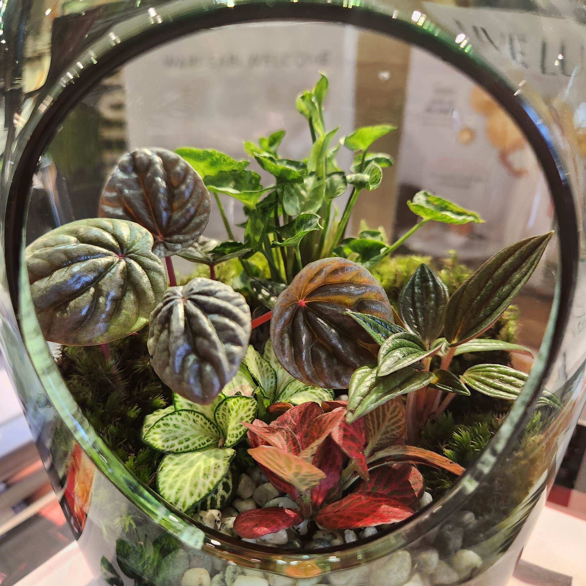 Buy DIY Terrarium Kit online at Best Price - Air Plant Planet