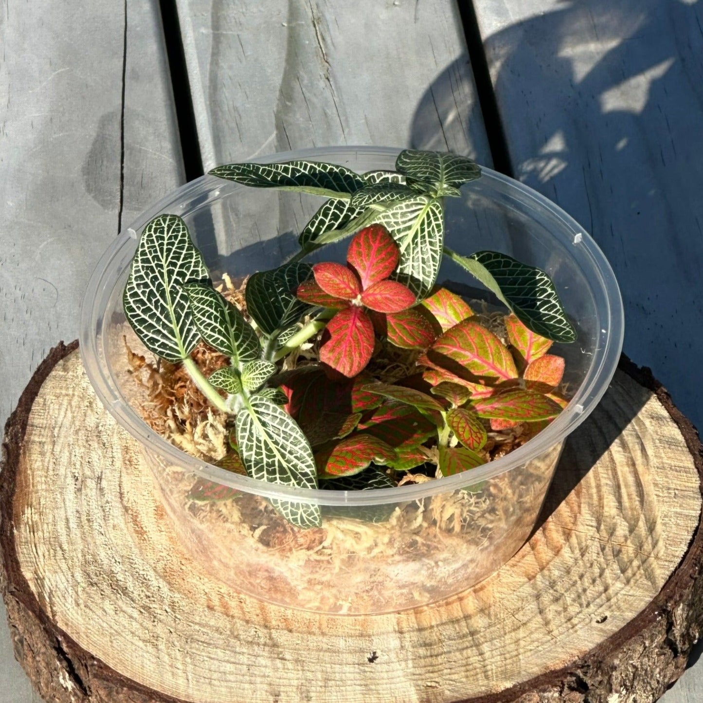 Fittonia Variety of 3